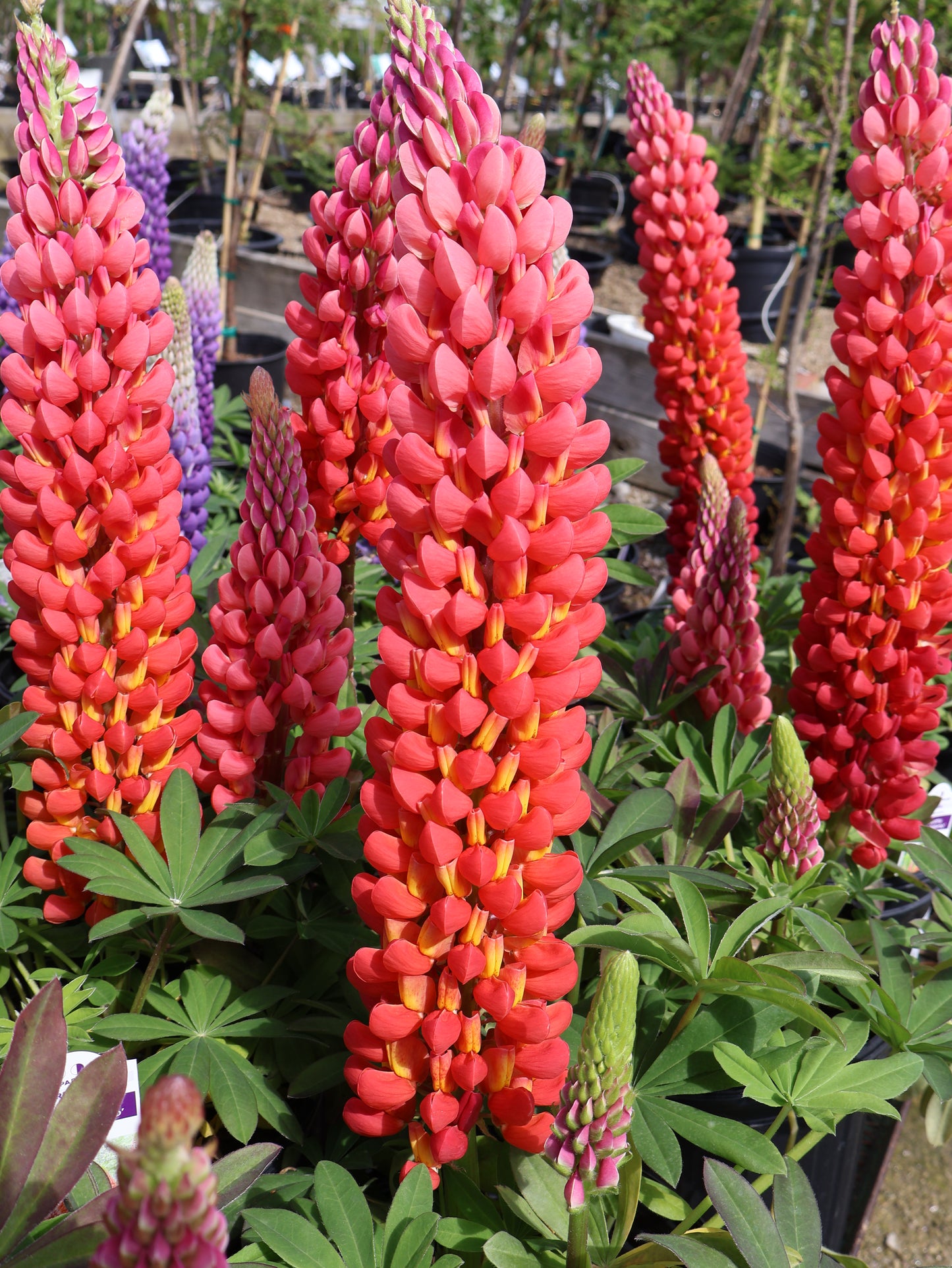 Lupinus 'Towering Inferno' Lupine