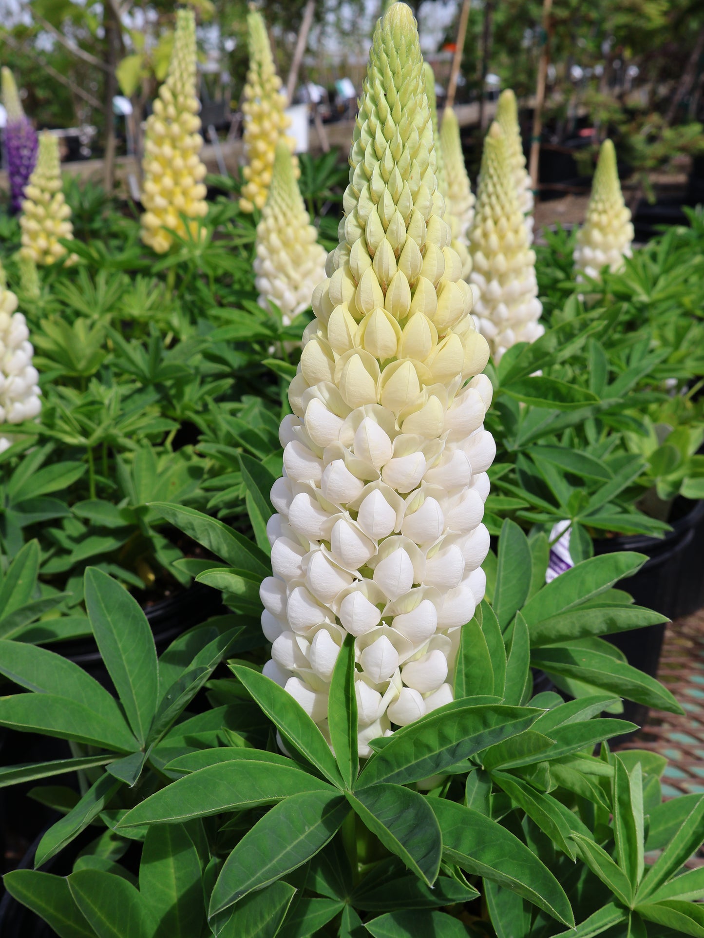 Lupinus 'Polar Princess' Lupine