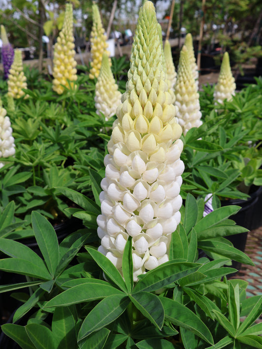 Lupinus 'Polar Princess' Lupine