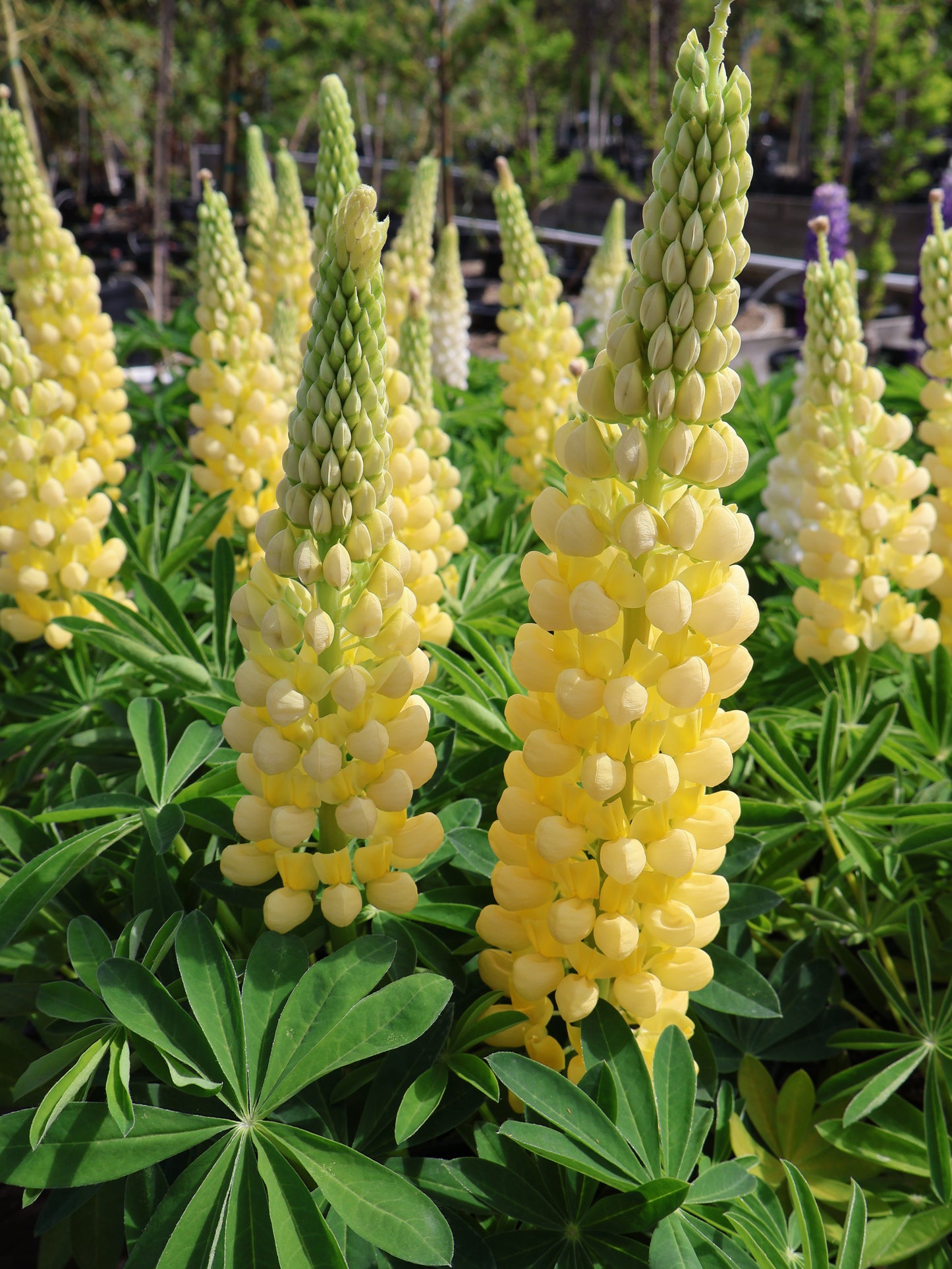 Lupinus 'Desert Sun' Lupine