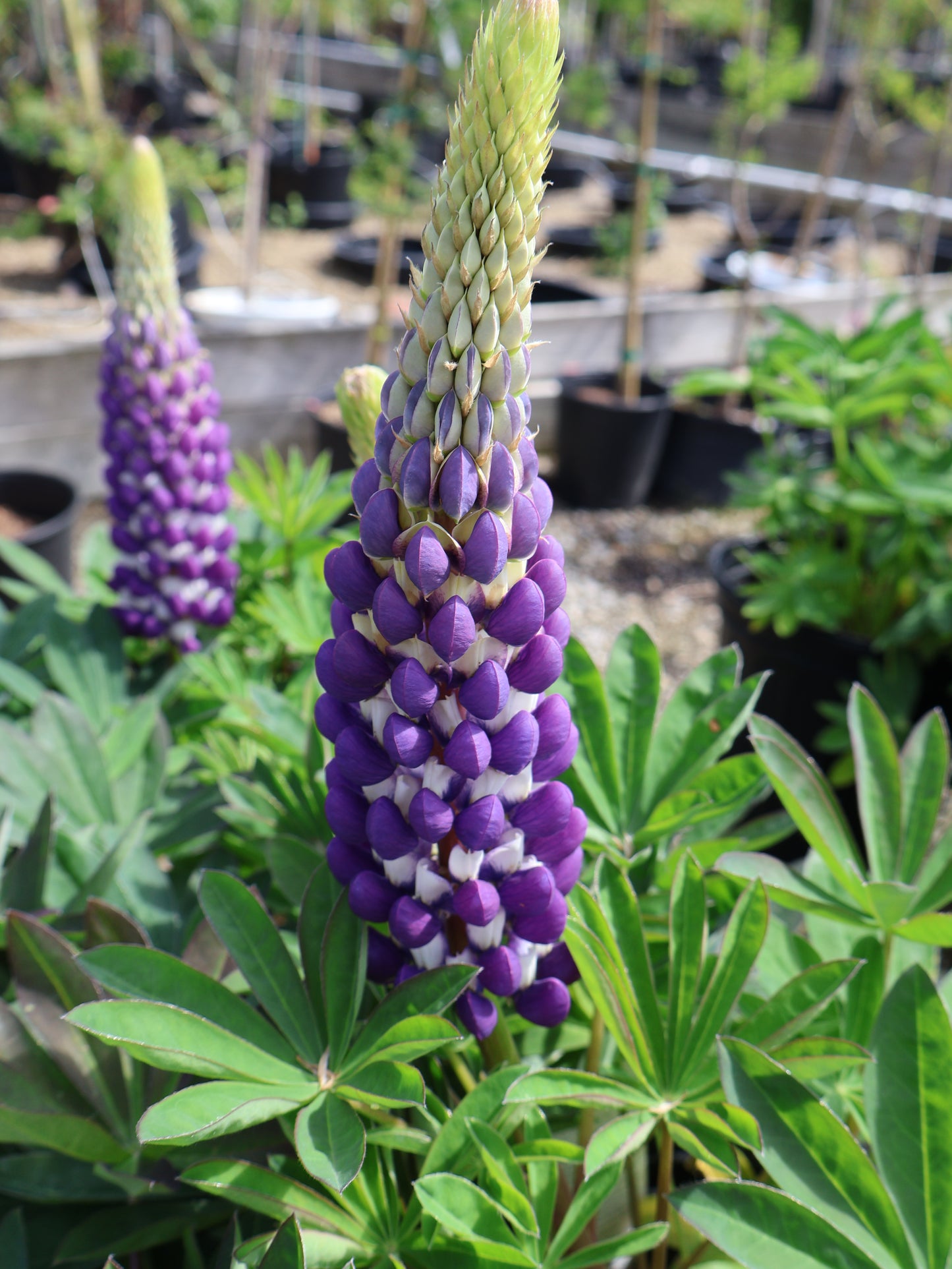 Lupinus 'Blacksmith' Lupine