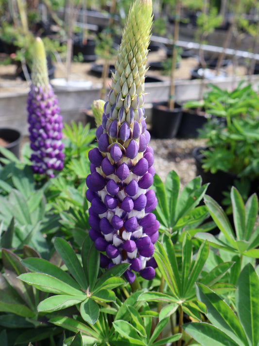 Lupinus 'Blacksmith' Lupine