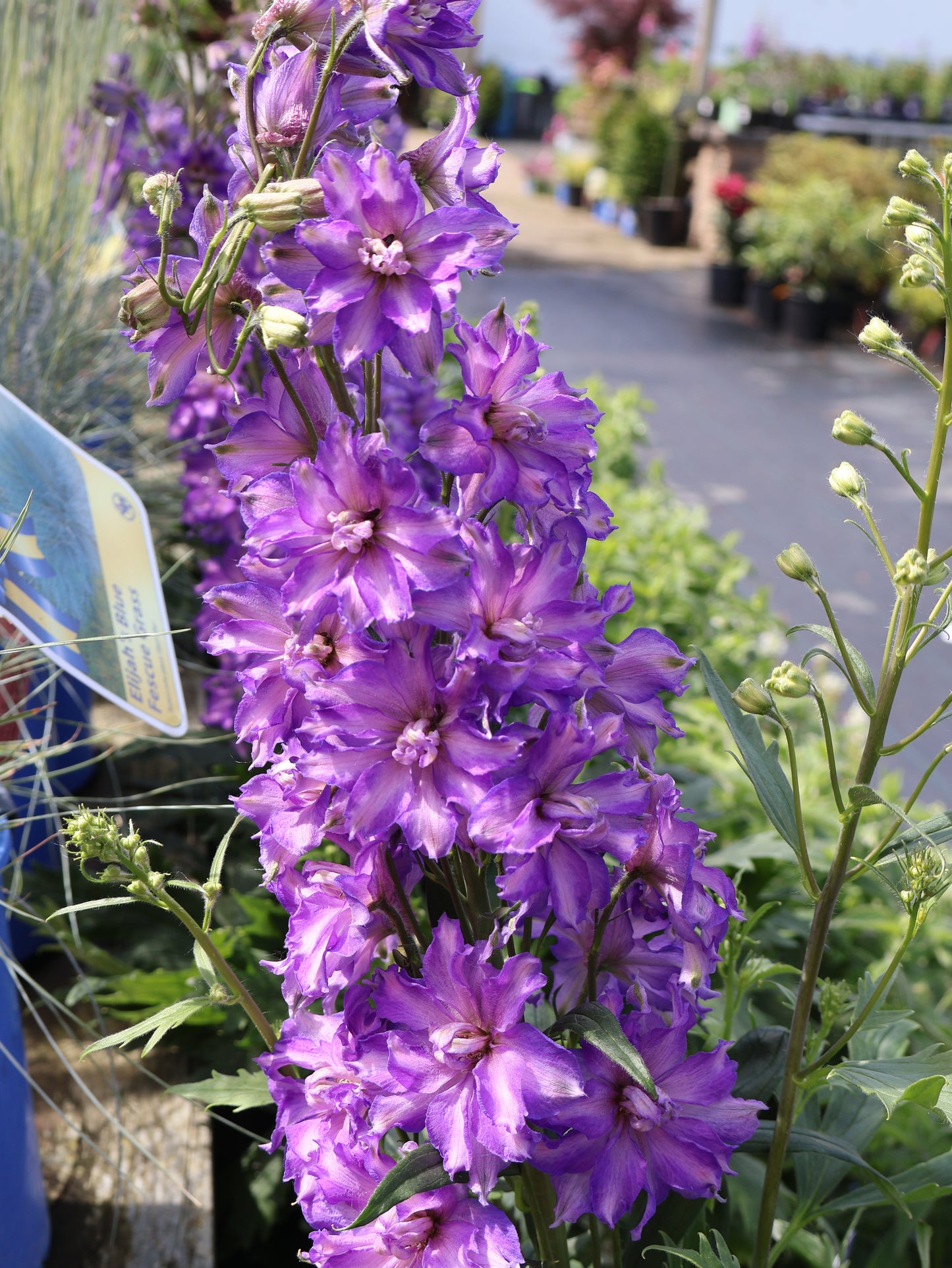 Delphinium 'Delphinium Delgenius® Breezin' Larkspur