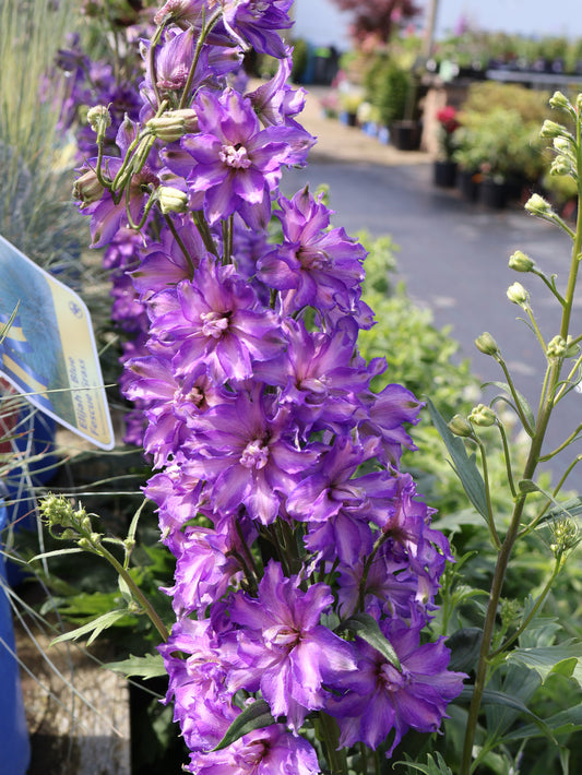 Delphinium 'Delphinium Delgenius® Breezin' Larkspur