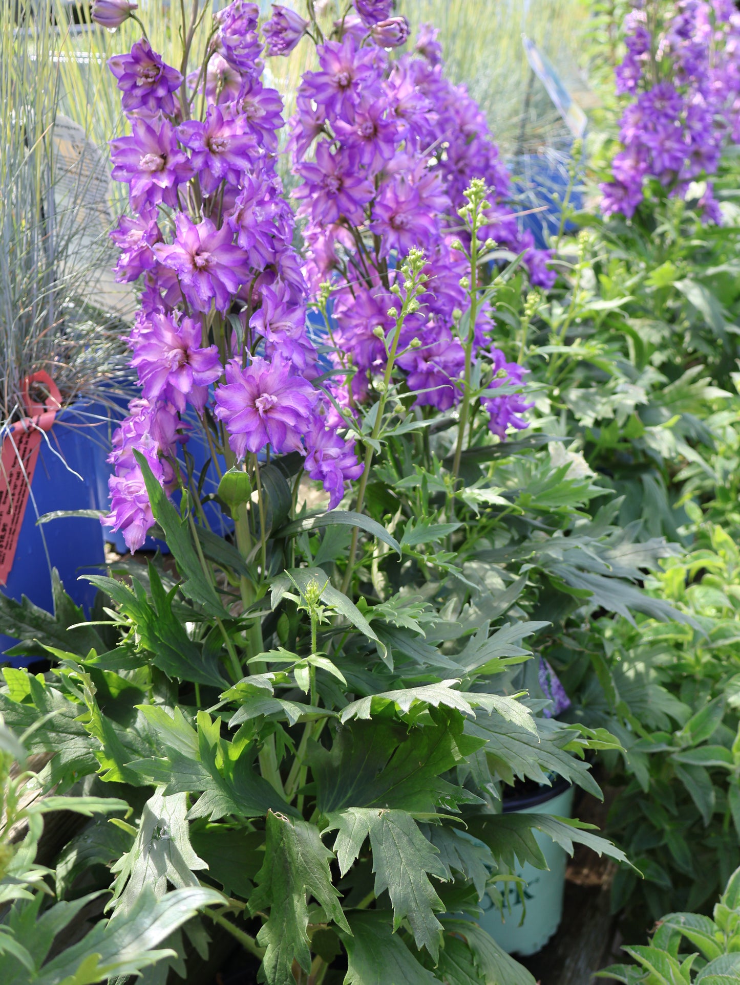 Delphinium 'Delphinium Delgenius® Breezin' Larkspur