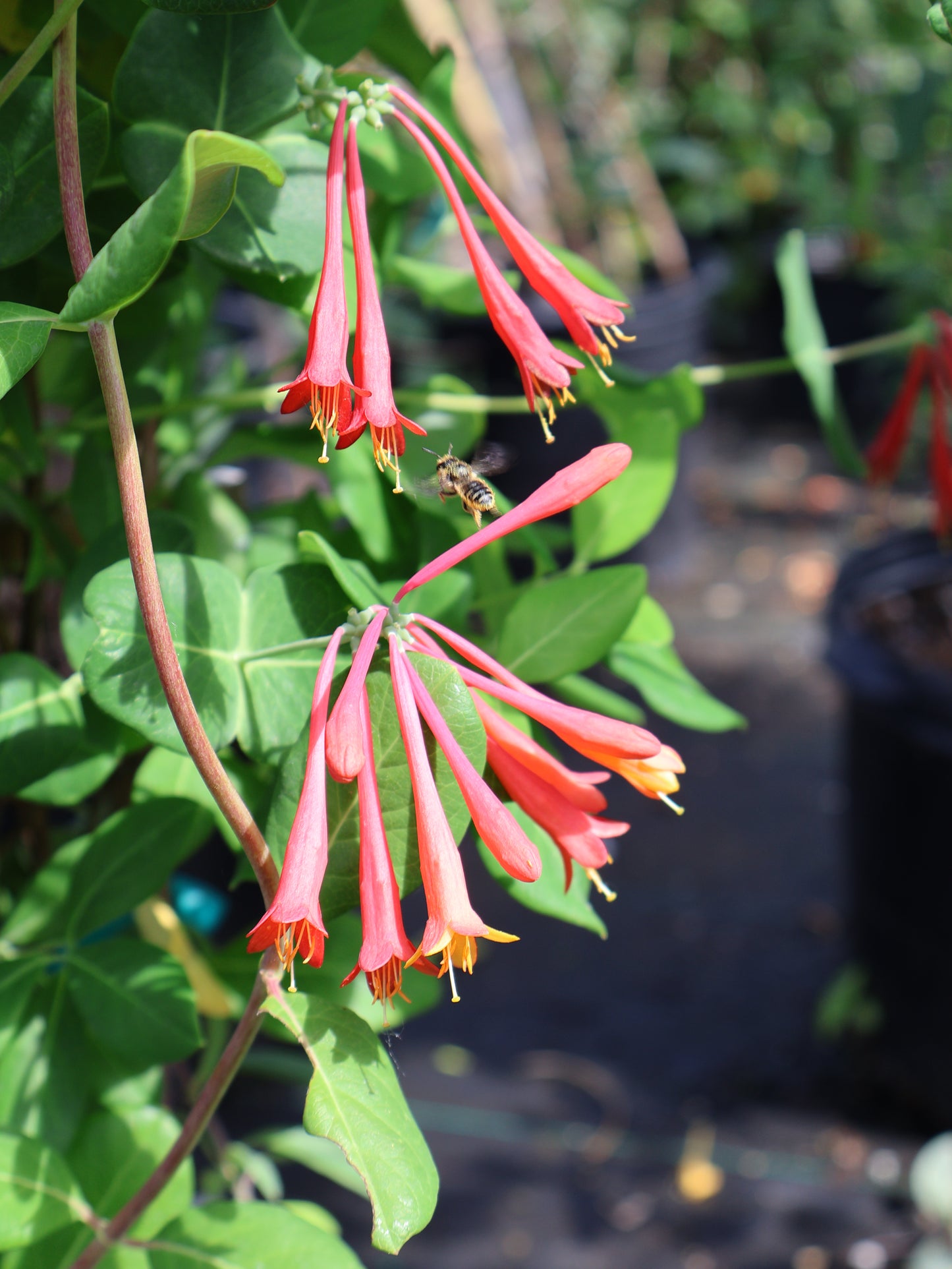 Honeysuckle Vine - Alabama Crimson Red