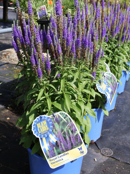 Veronica 'Royal Candles Blue'  Speedwell
