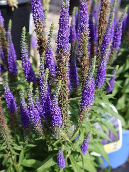 Veronica 'Royal Candles Blue'  Speedwell
