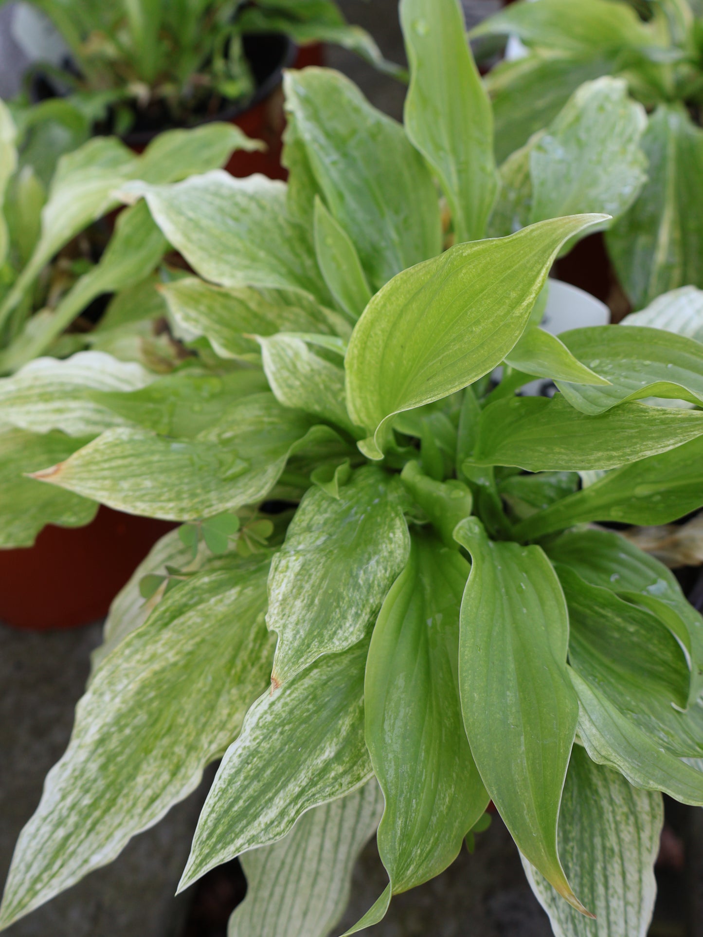 Hosta - White Feather