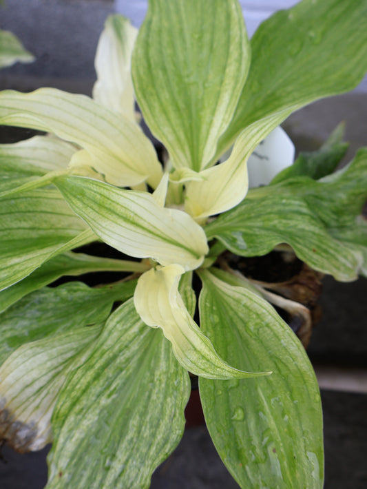 Hosta - White Feather