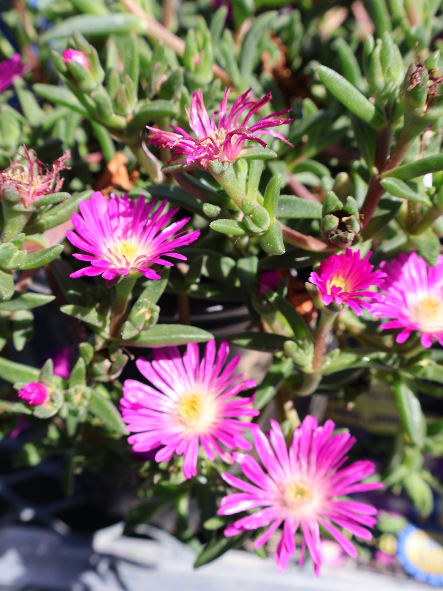 Delosperma 'Ocean Sunset Violet Flare' Ice Plant