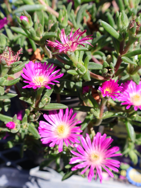 Delosperma 'Ocean Sunset Violet Flare' Ice Plant