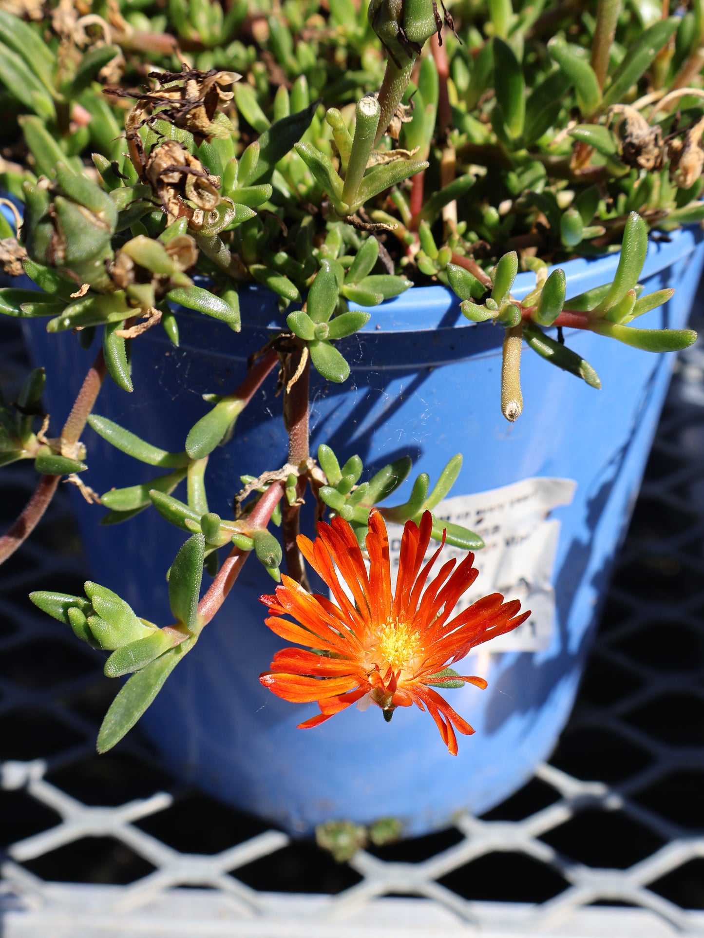Delosperma 'Ocean Sunset Orange Vibe' Ice Plant