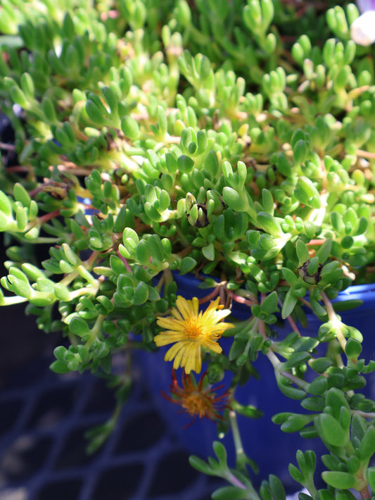 Delosperma 'Lemon Ice' Ice Plant