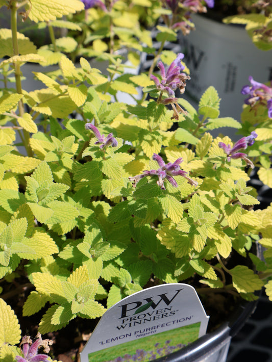 Nepeta ‘Lemon Purrfection' Catmint