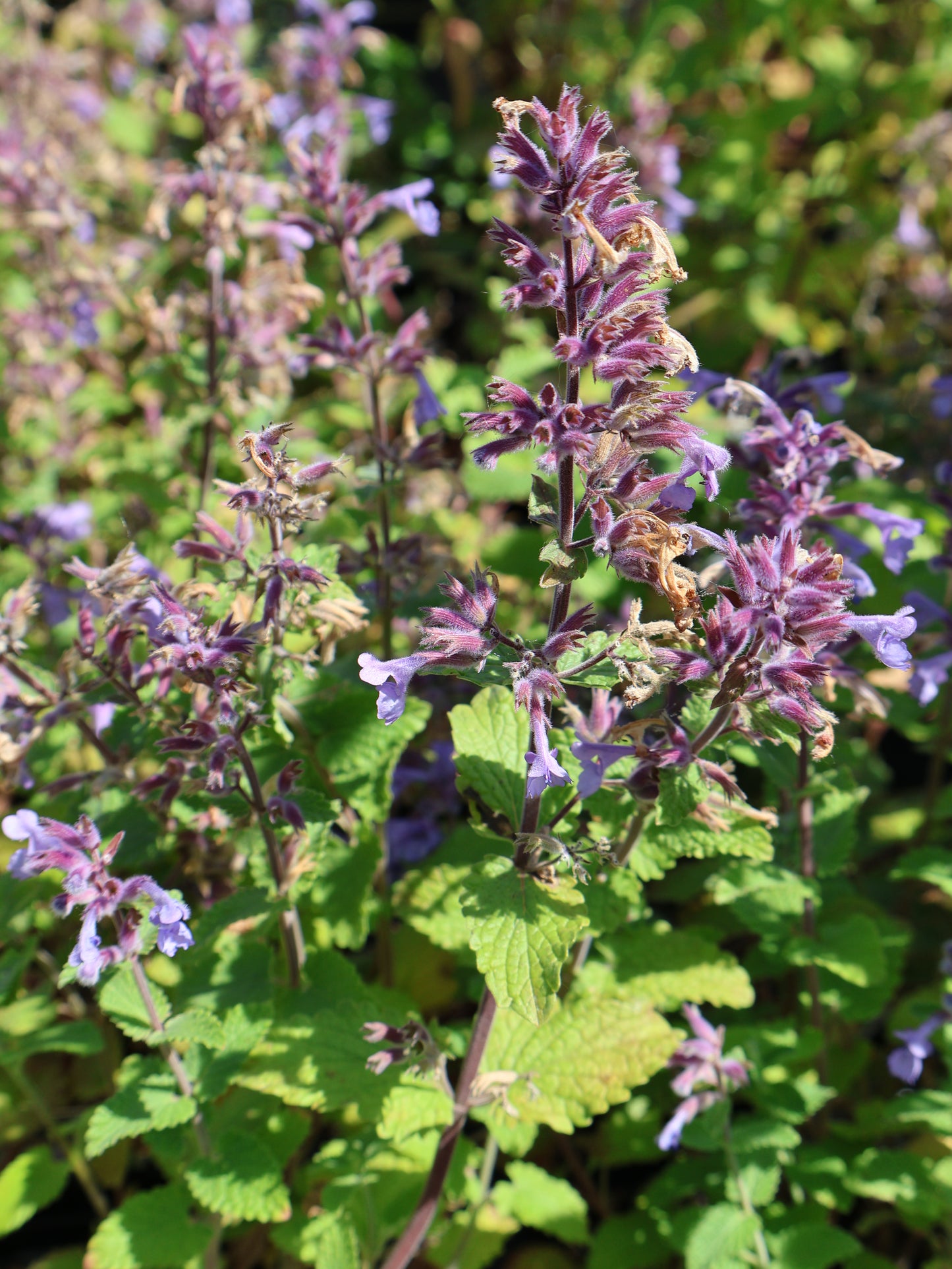 Nepeta ‘Picture Purrfect' Catmint