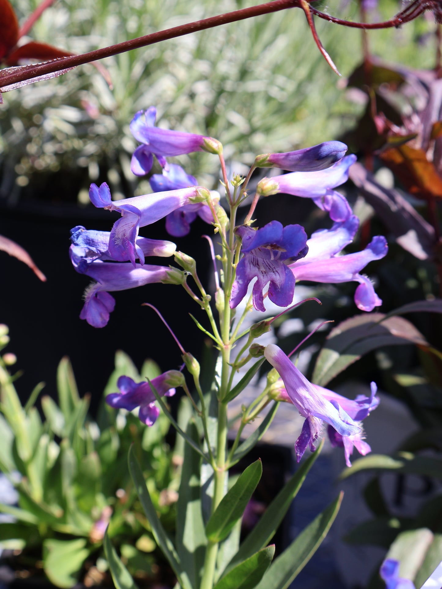 Penstemon "Pristine Blue" Beard Tongue