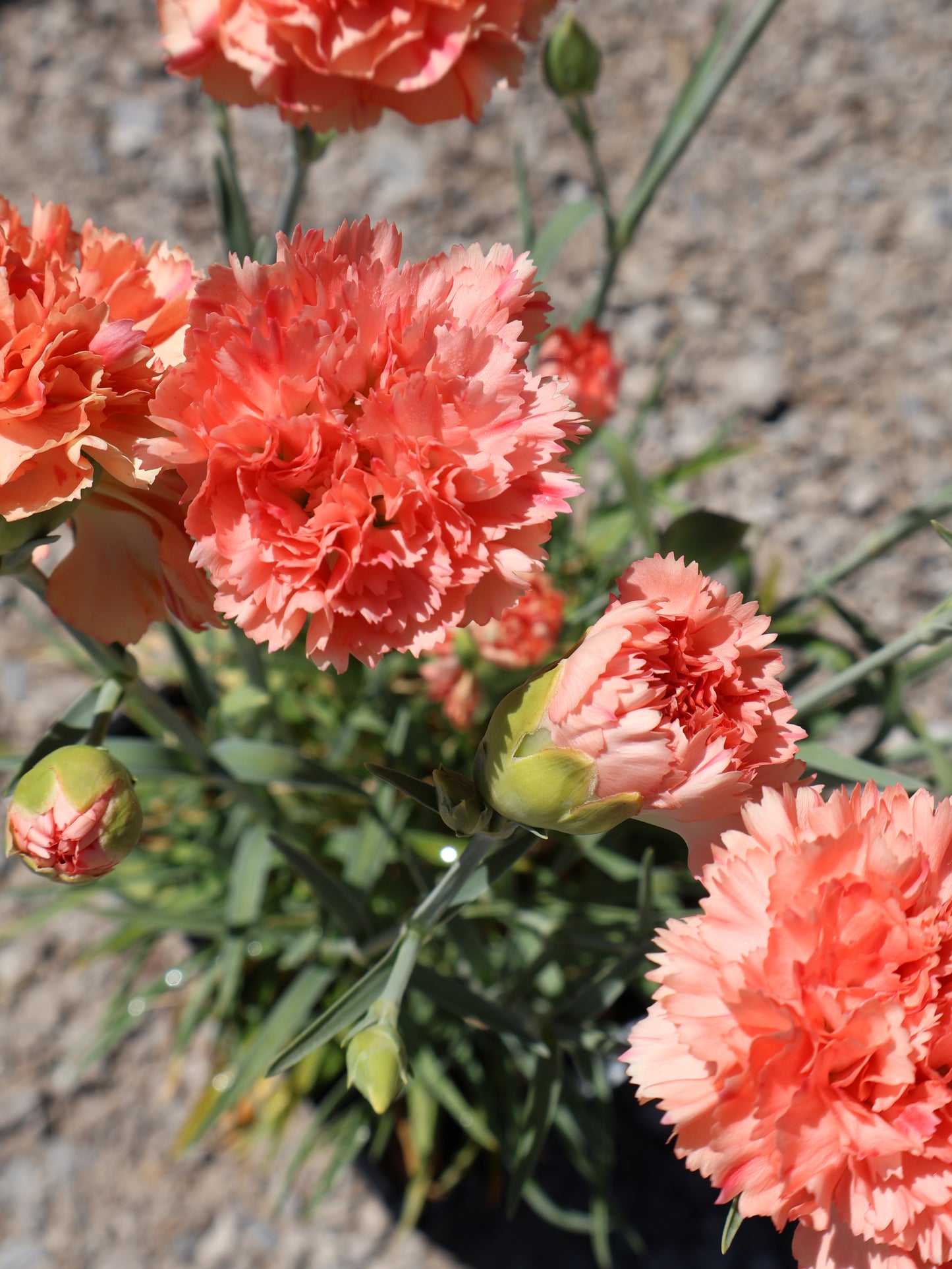 Dianthus 'Orange Sparkler'