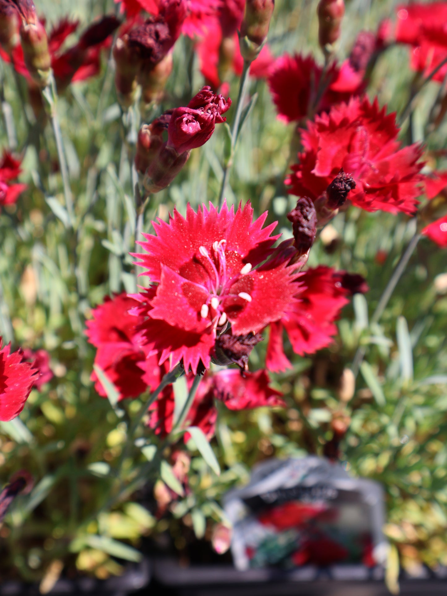 Dianthus ‘Fire Star’ Cheddar Pinks