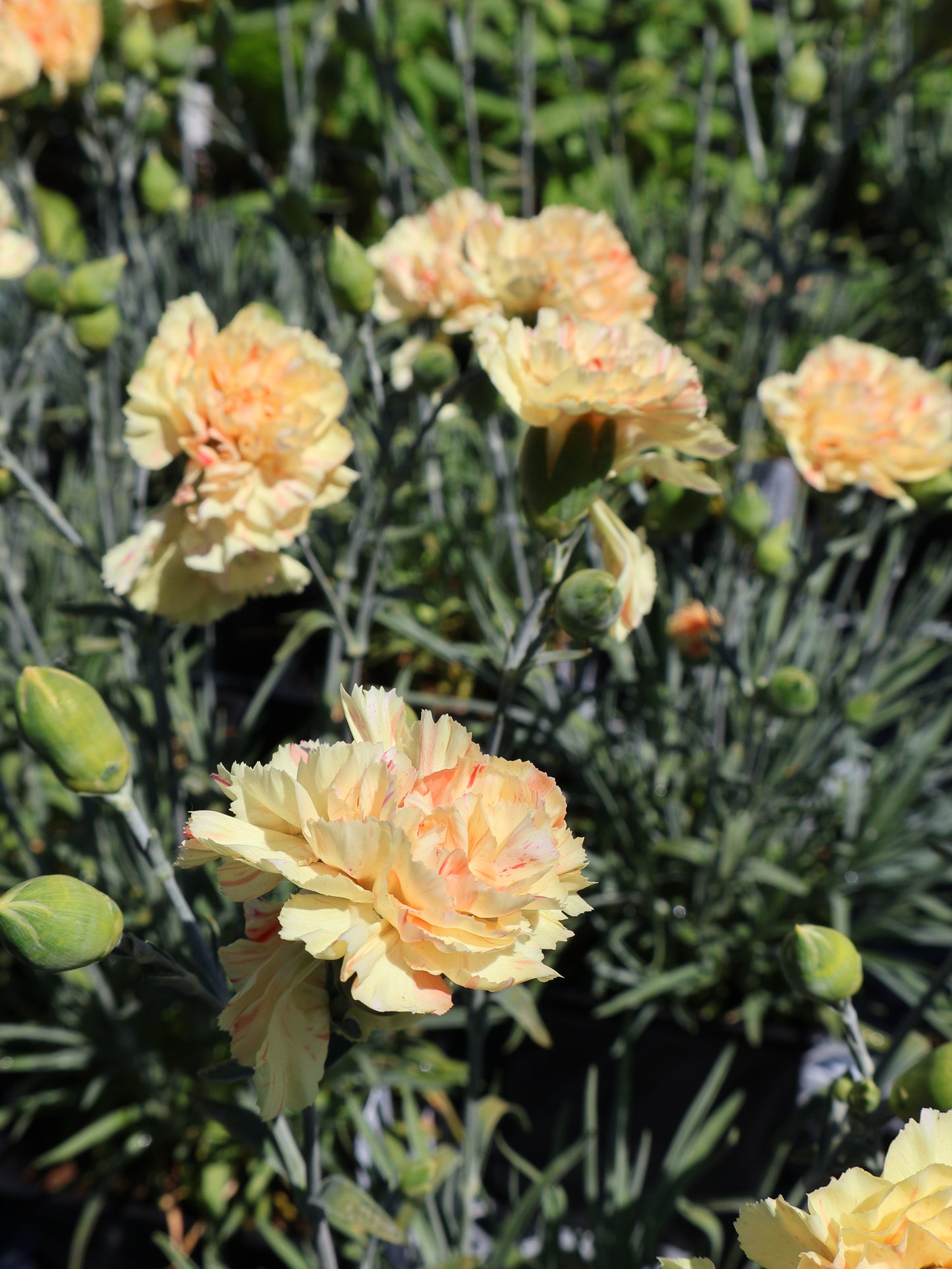 Dianthus 'Lemon Sparkler'