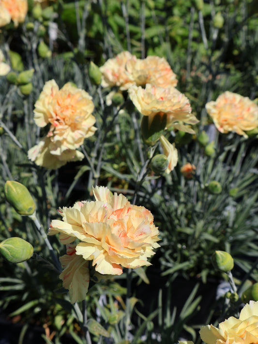 Dianthus 'Lemon Sparkler'