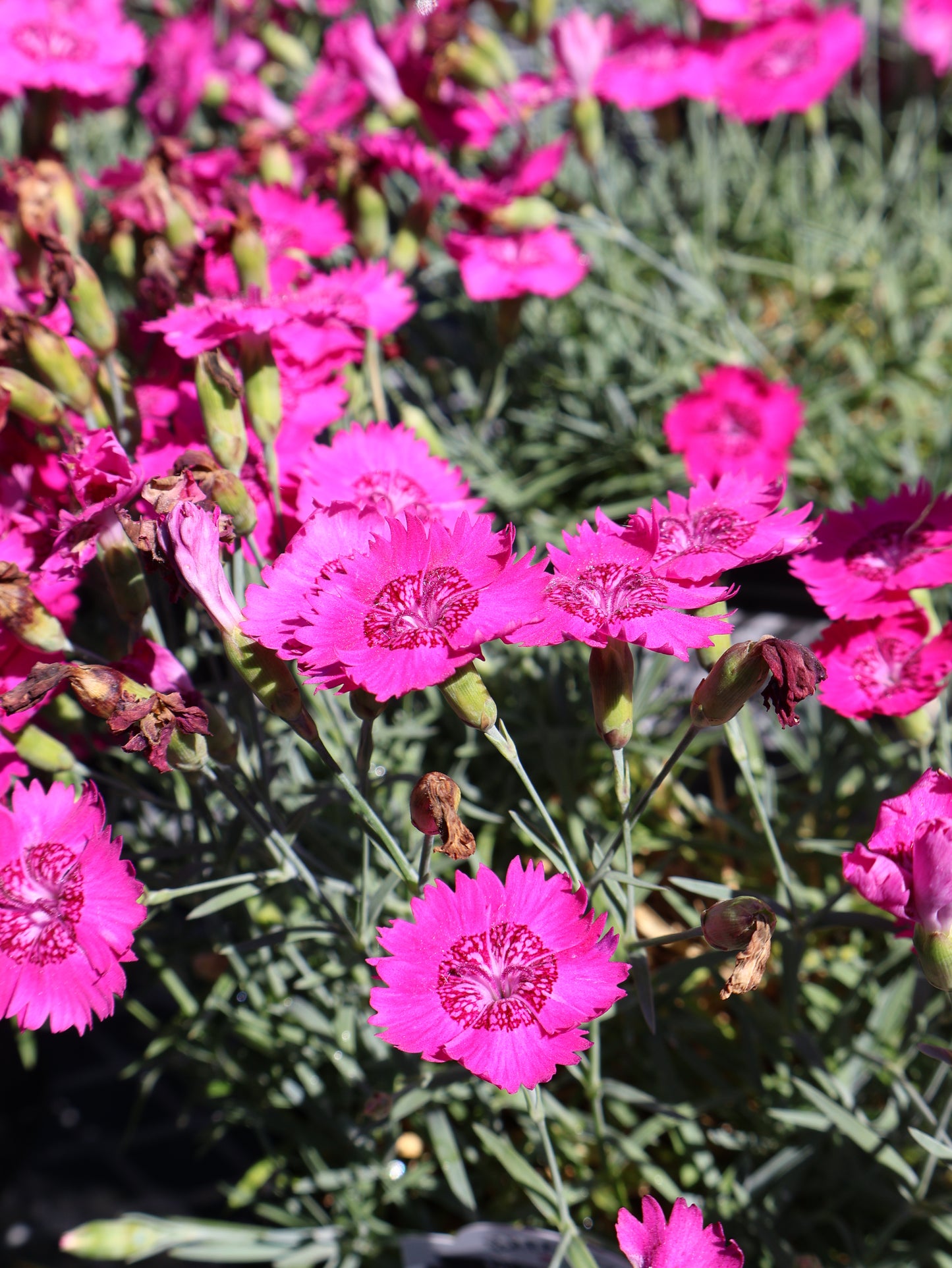 Dianthus ‘Neon Star’ Cheddar Pinks