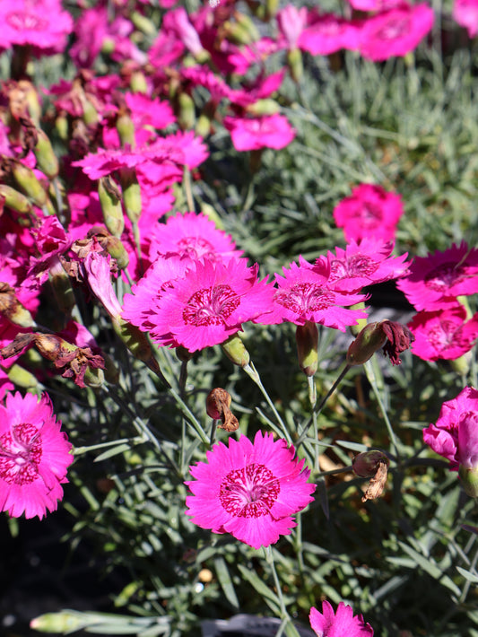 Dianthus ‘Neon Star’ Cheddar Pinks