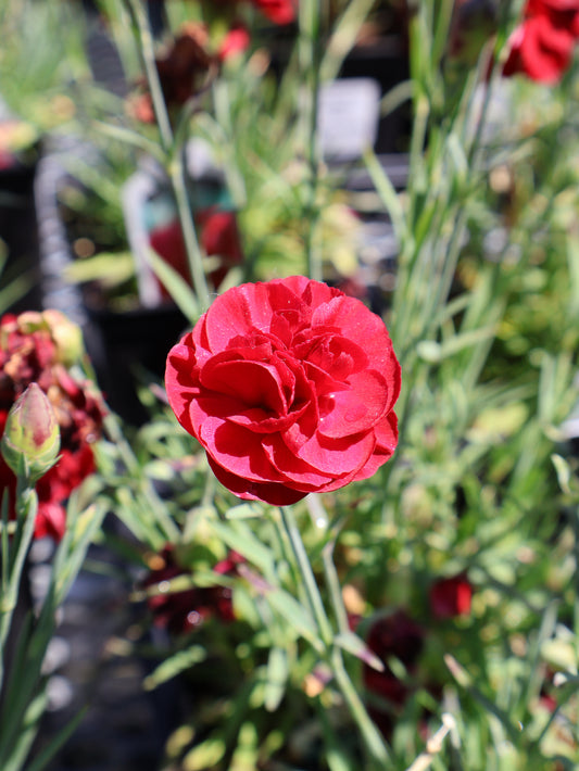 Dianthus 'Passion Red' Garden Pinks