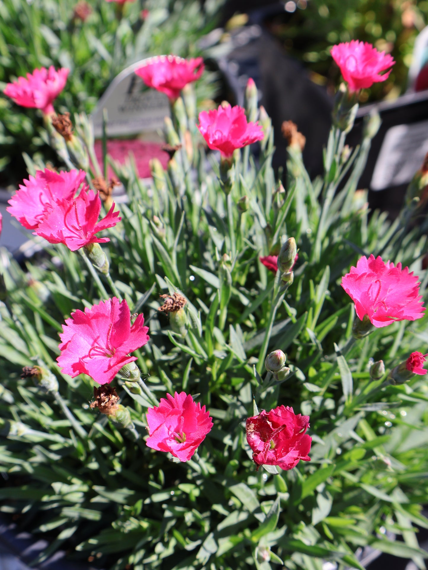 Dianthus ‘Paint The Town Magenta’ Cheddar Pinks