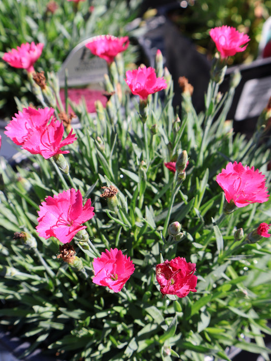 Dianthus ‘Paint The Town Magenta’ Cheddar Pinks