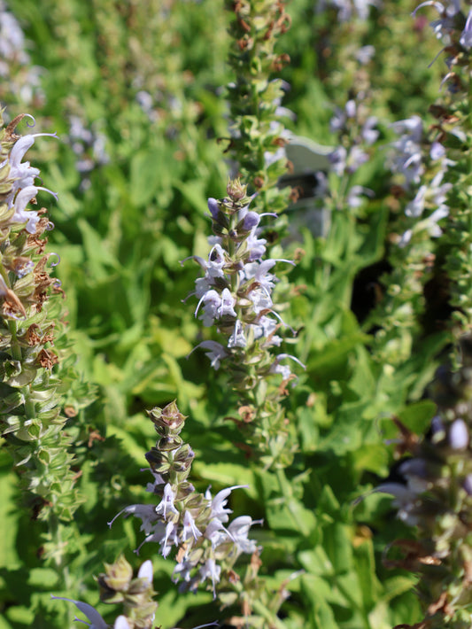 Salvia 'Bumblebee Sky Blue' Sage