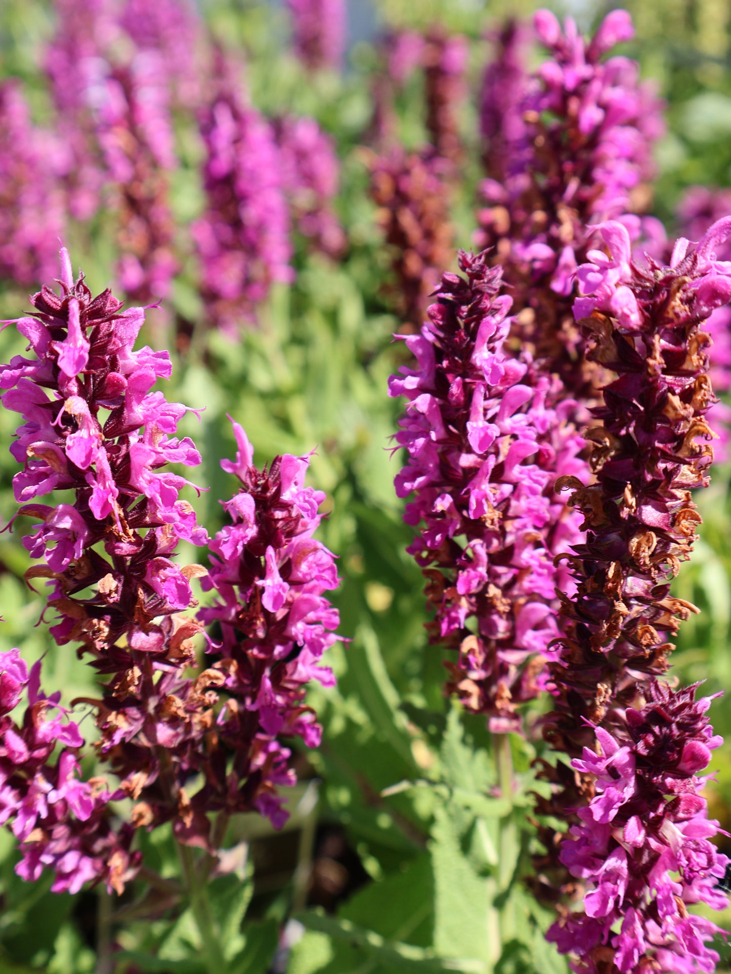 Salvia 'Bumblebee Berry' Meadow Sage