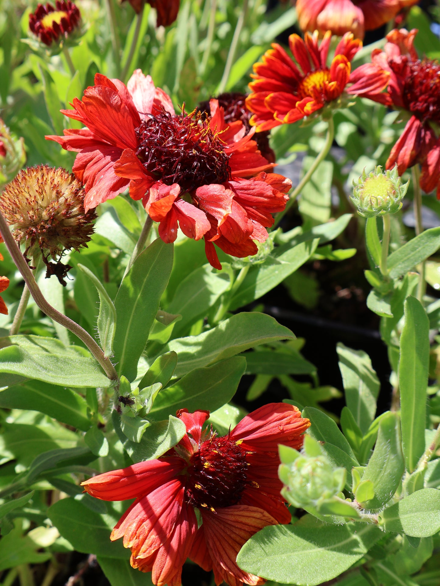 Gaillardia 'Mesa Red' Blanket Flower