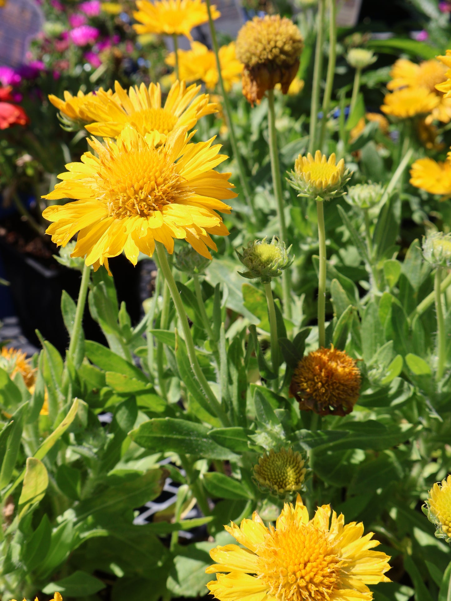 Gaillardia 'Mesa Yellow' Blanket Flower