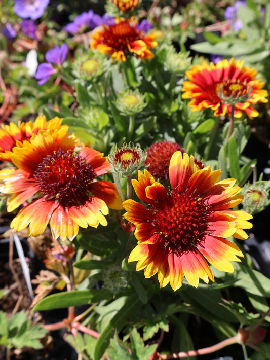 Gaillardia 'Mesa Bicolor' Blanket Flower