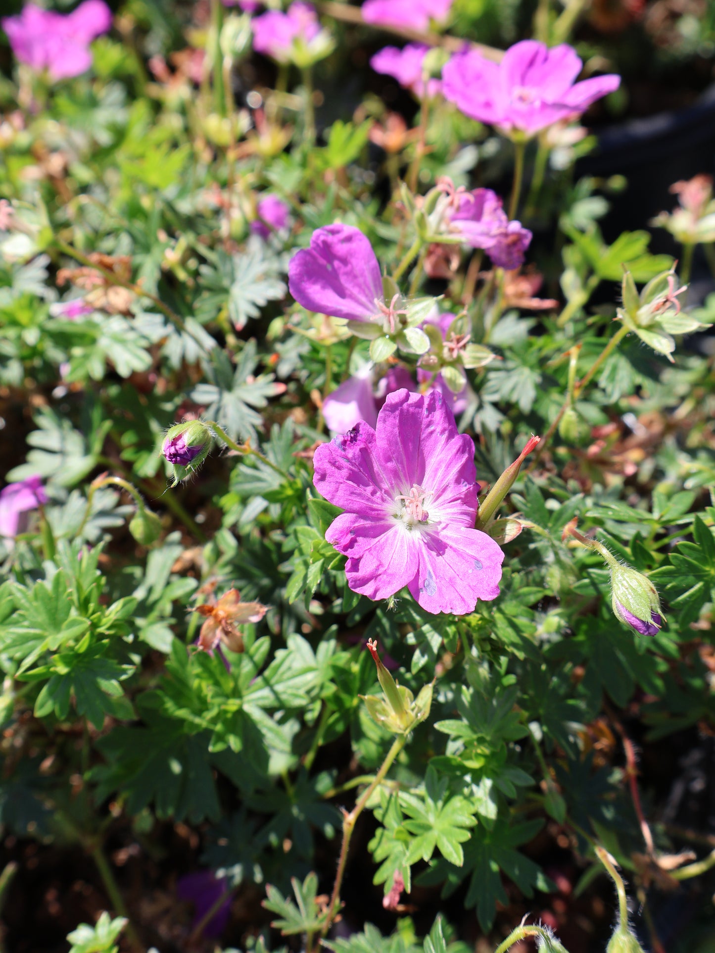 Geranium 'Max Frei' Cranesbill