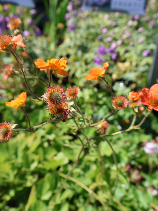 Geum 'Totally Tangerine' Avens