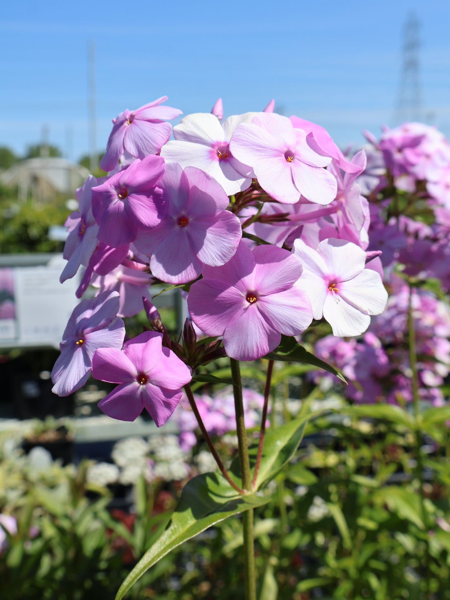 Phlox "Fashionably Early Princess Fuchsia Pink" Tall Garden