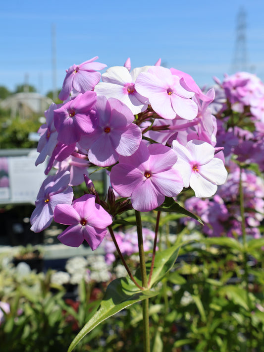 Phlox "Fashionably Early Princess Fuchsia Pink" Tall Garden
