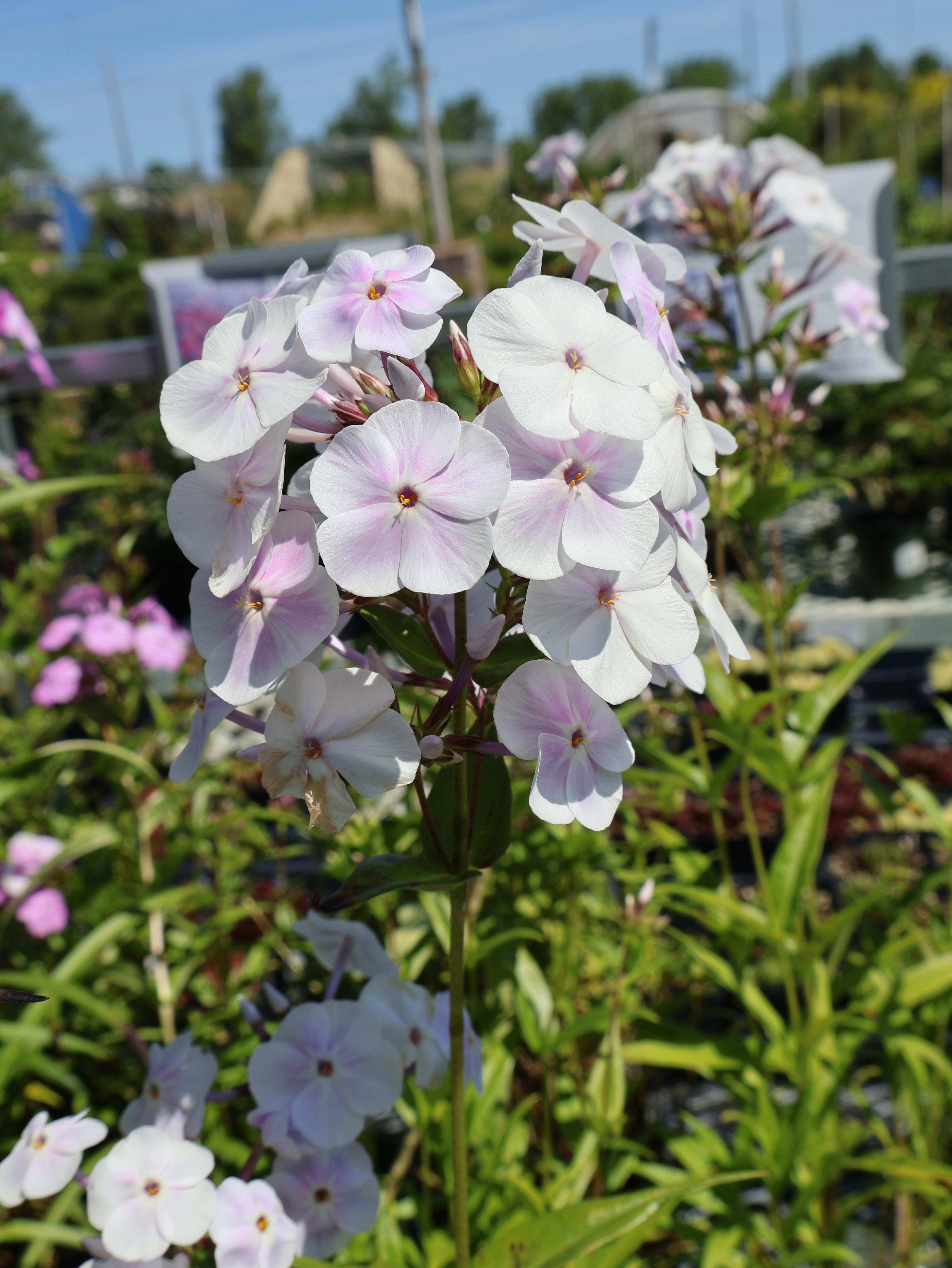 Phlox 