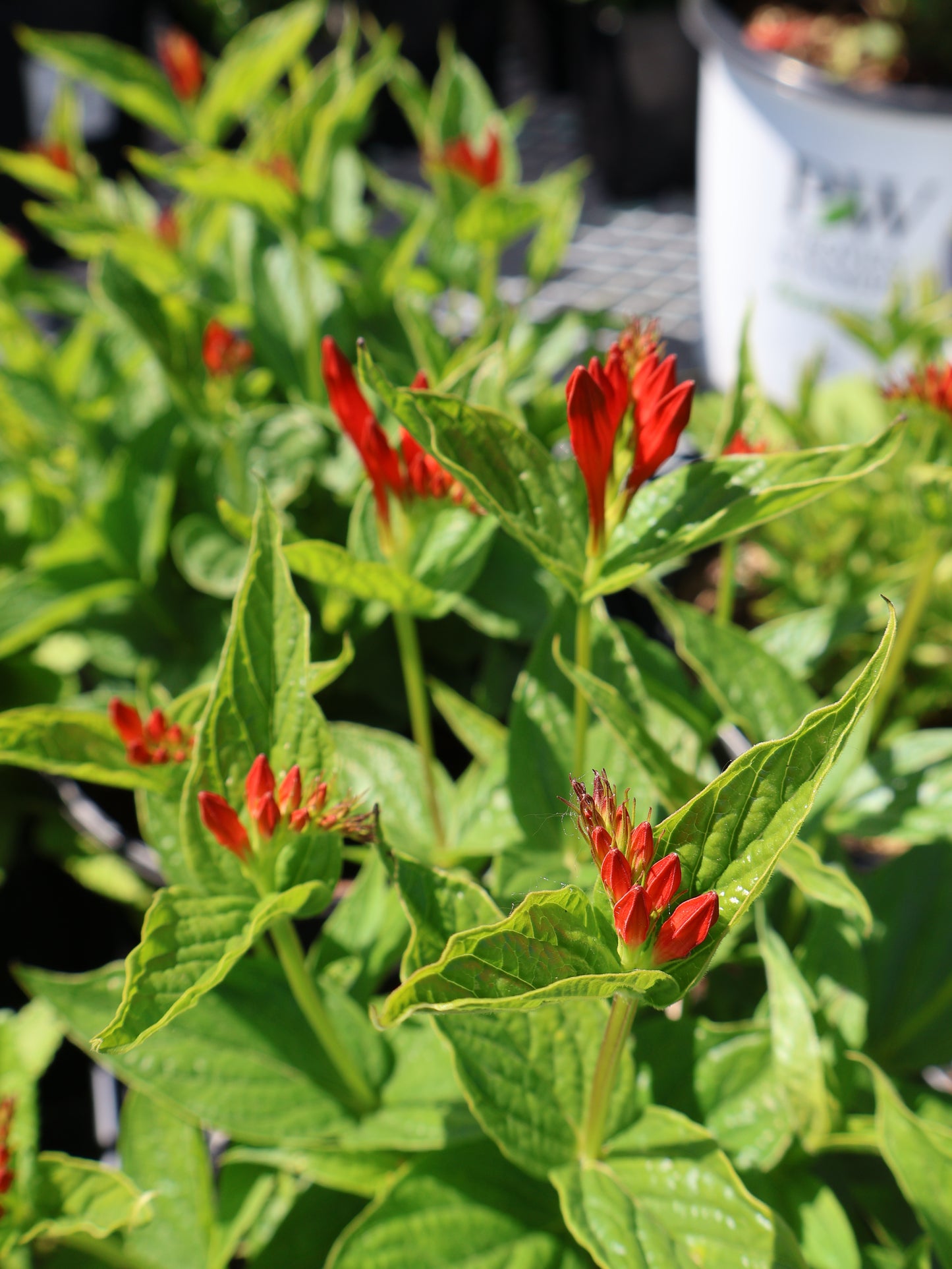 Spigelia 'Ragin Cajun' Indian Pink