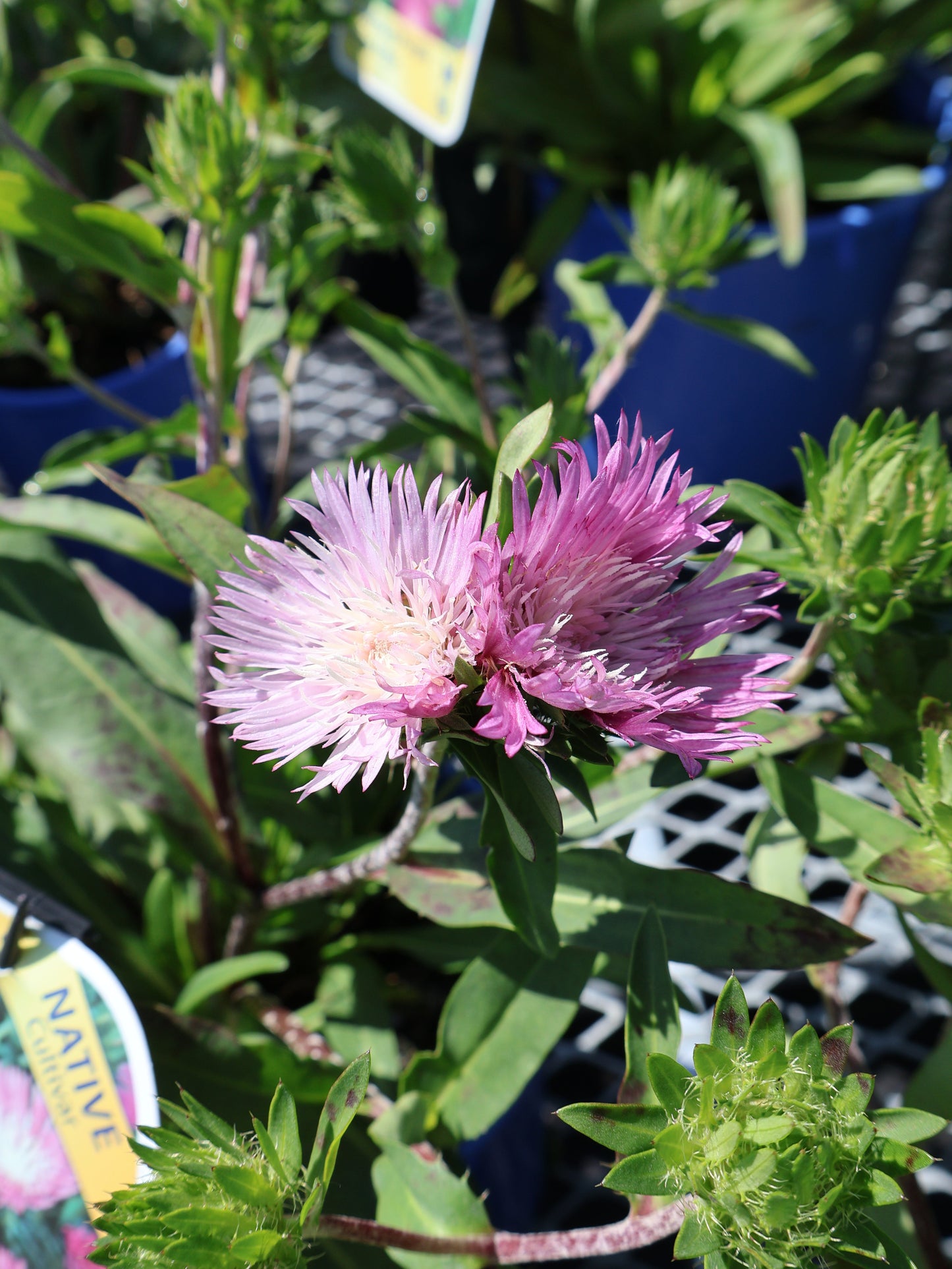 Stokesia "Color Wheel" Stokes Aster