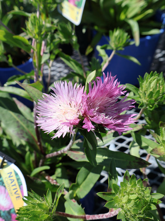 Stokesia "Color Wheel" Stokes Aster