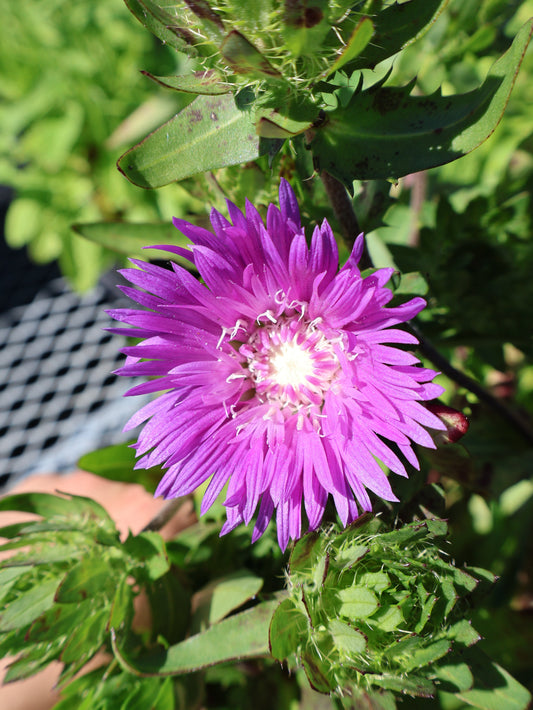 Stokesia "Honeysong" Stokes Aster