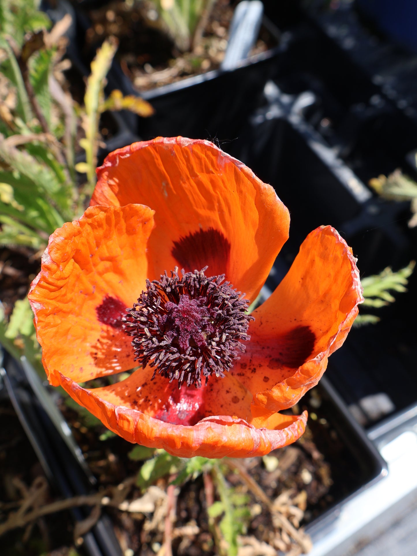 Papaver 'Prince of Orange' Oriental Poppy