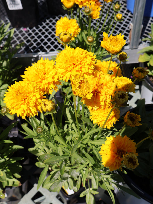 Coreopsis 'MoonSwirl' Tickseed