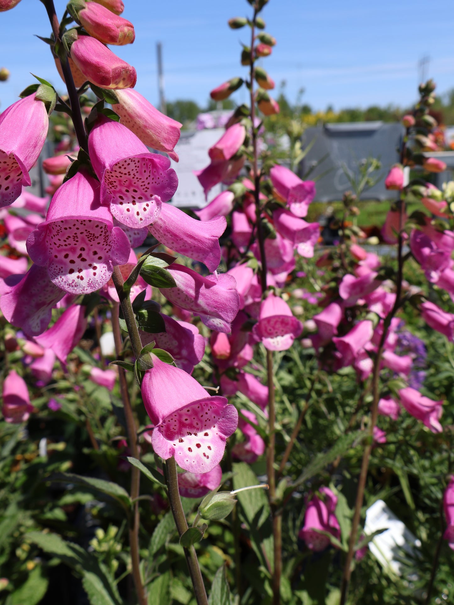 Digitalis ‘Pink Panther’ Foxglove