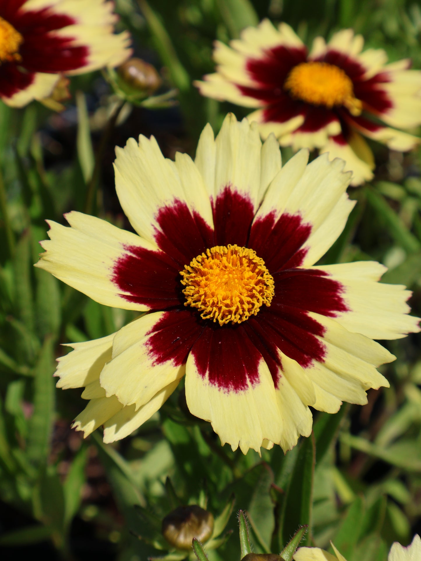 Coreopsis ‘Grandiflora Super Star’ Tickseed