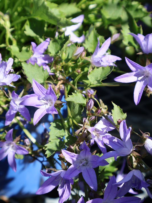 Campanula 'Blue Waterfall' Bellflower