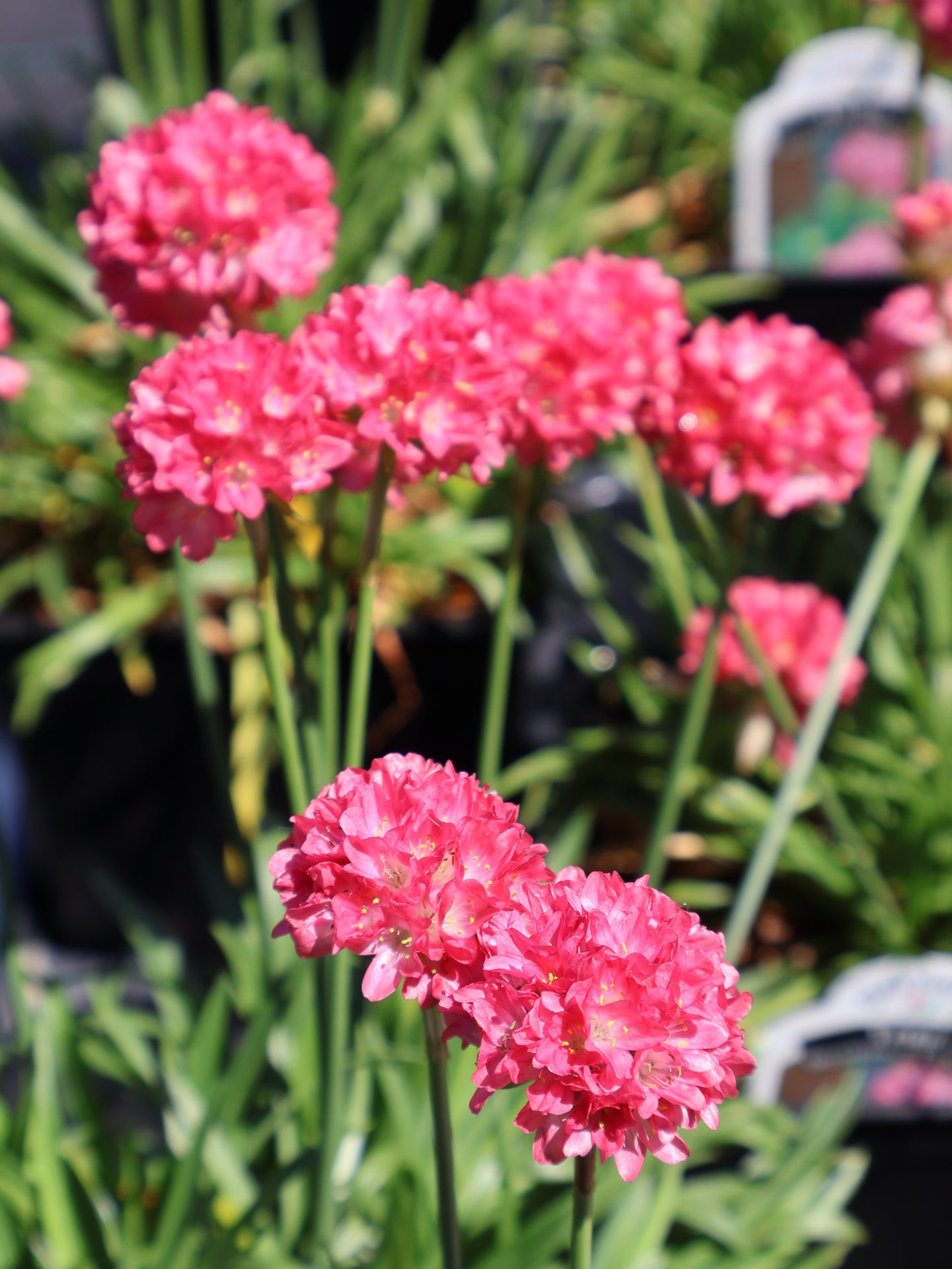 Armeria "Dreamland" Sea Thrift